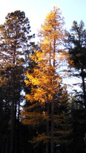 Beautiful Golden Larch/Tamarack Trees in Montana